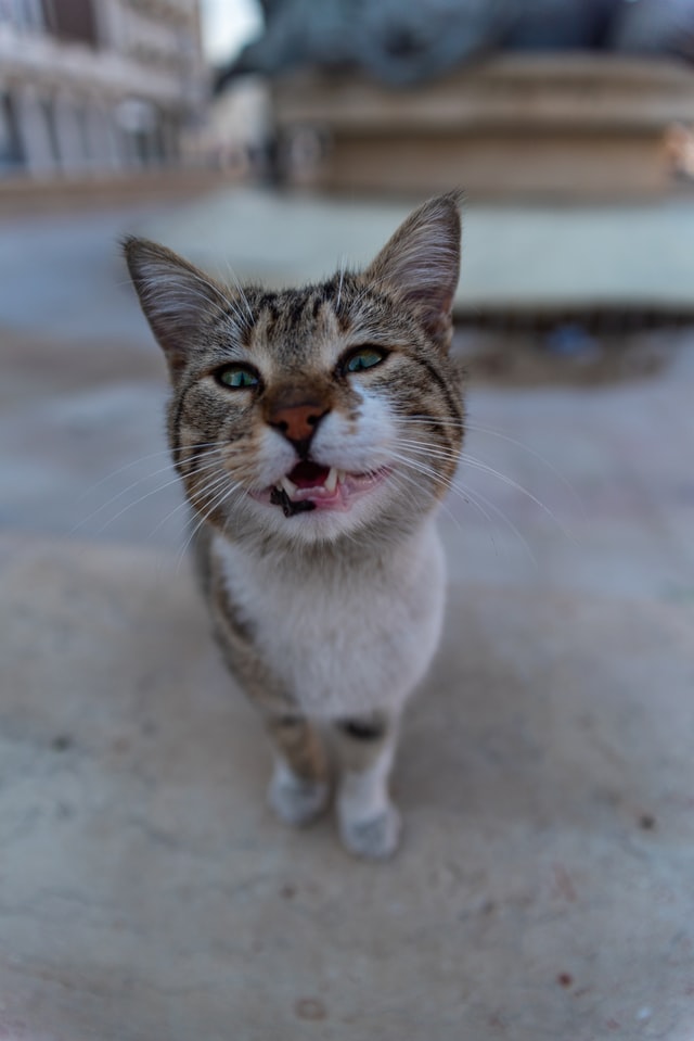 Happy Cat