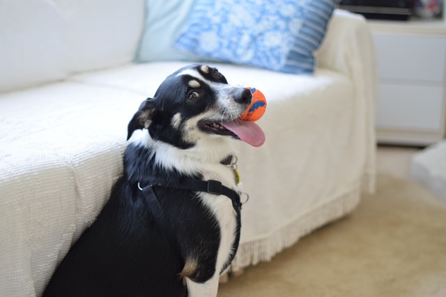 Happy Dog